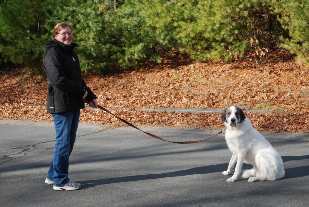 Roger, Great Pyrenees, Halifax, MA - Overcame various fears, especially of being outdoors