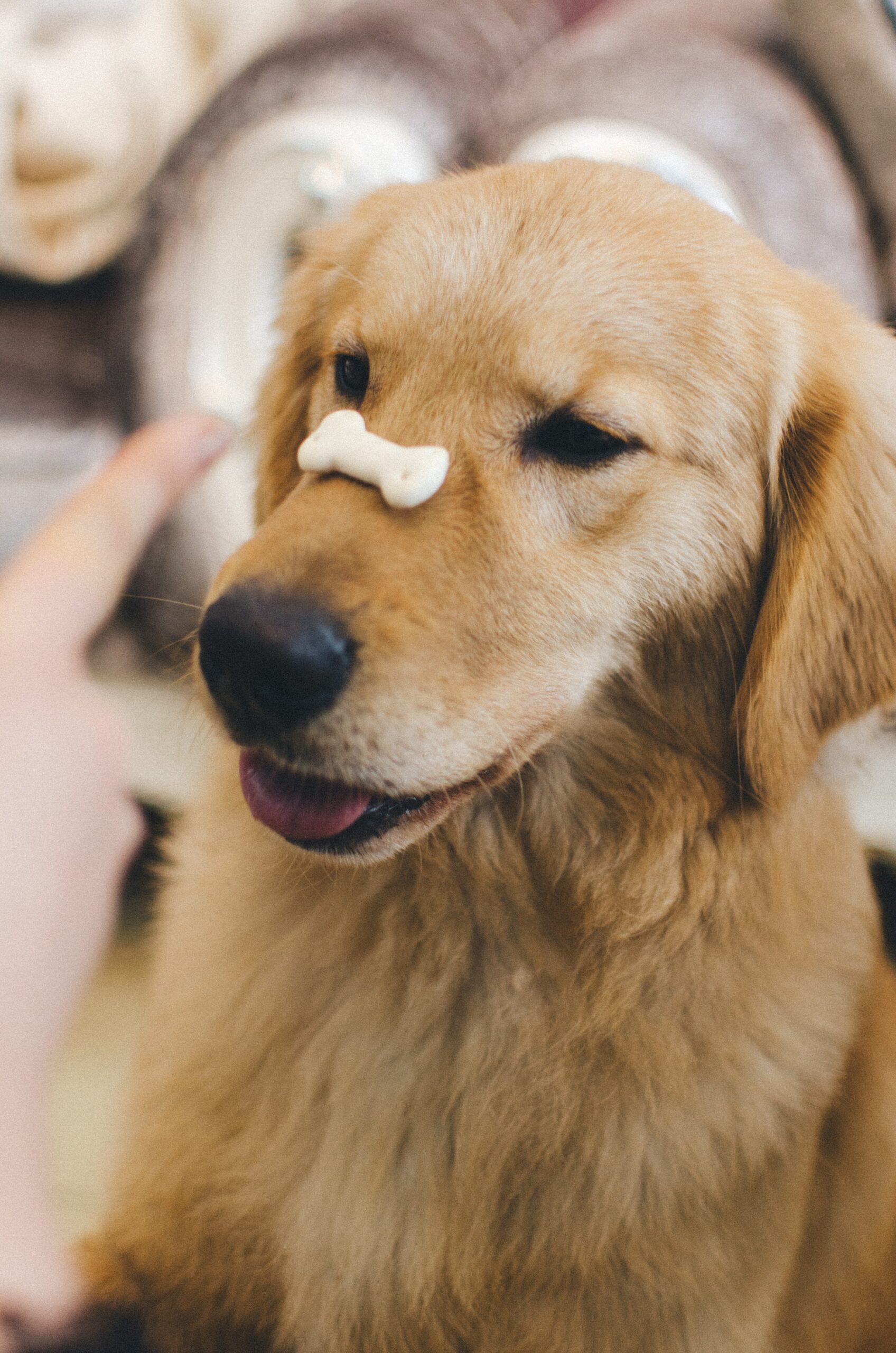 Golden Retrievers