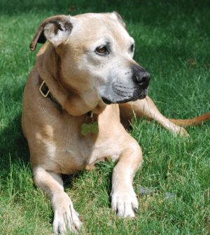 A medium-sized tan dog with a gray muzzle relaxes on lush green gras
